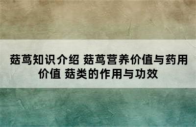 菇茑知识介绍 菇茑营养价值与药用价值 菇类的作用与功效